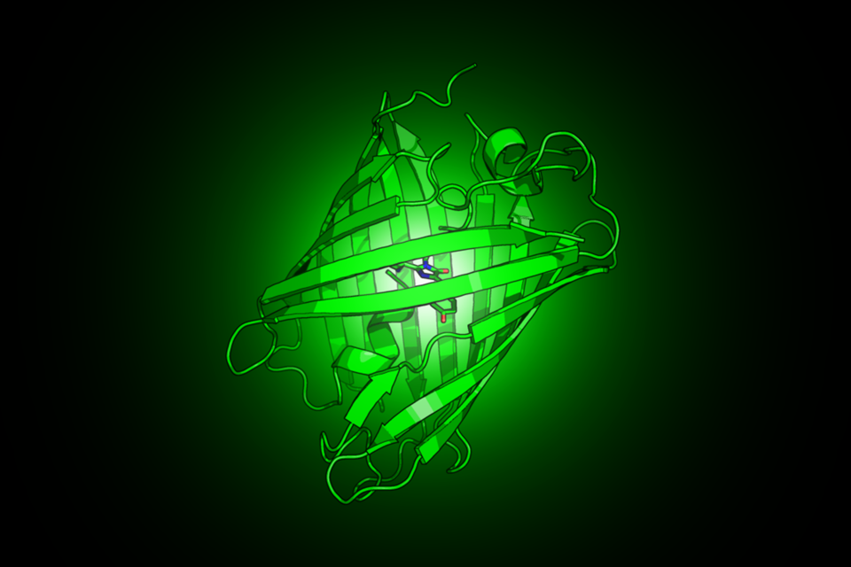 GFP Large Png