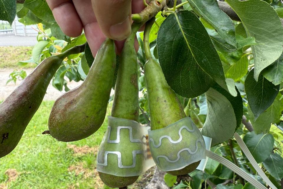 Peren Vloeibaarmetaalsensoren3