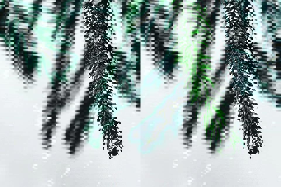 Pexels Char 528970 1263891