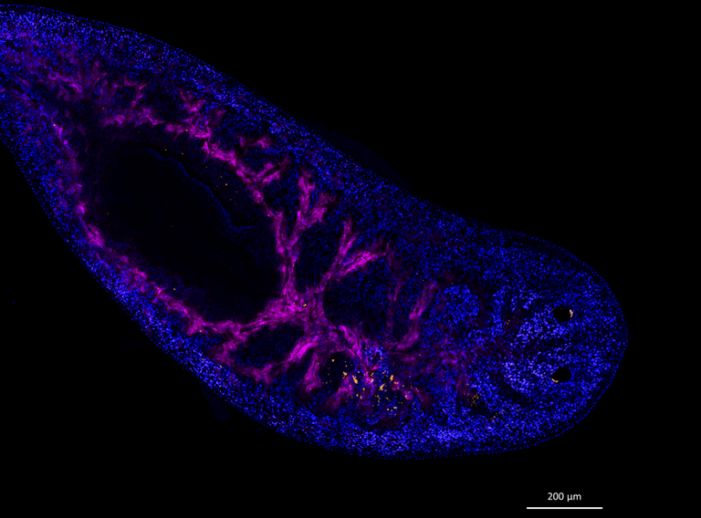 Fluorescence microscopy image of a planaria. Nuclei shown in blue, nanoparticles in orange and the intestinal branches in magenta.