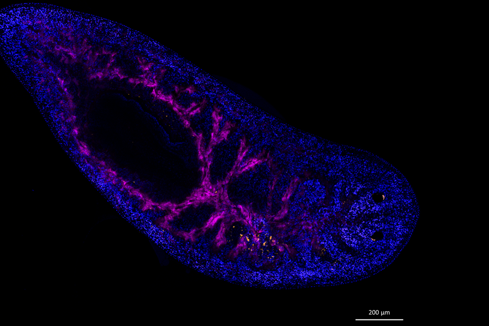 Fluorescence microscopy image of a planaria. Nuclei shown in blue, nanoparticles in orange and the intestinal branches in magenta.