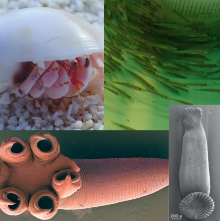 Compilatie Fotos (1)