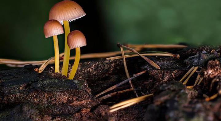 Mushrooms G41a0e0b35 640