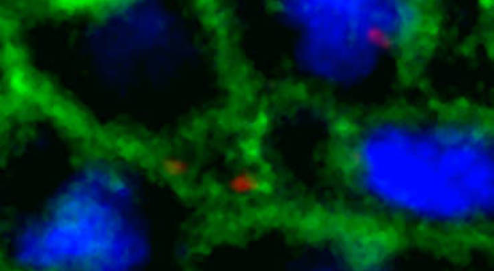 Environmental Toxicology