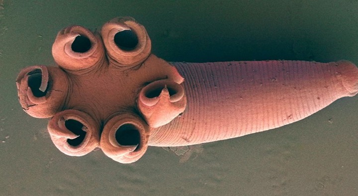 Platworm Rajonchocotyle Emarginata