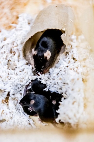 Female Apolipoprotein E receptor knock-out mouse with her litter.