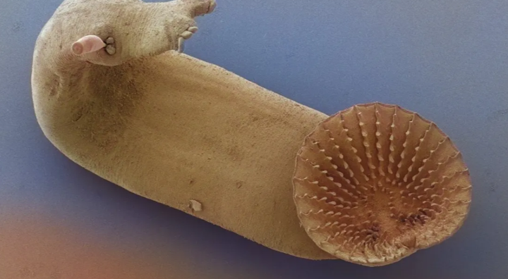 Platworm Nieuws