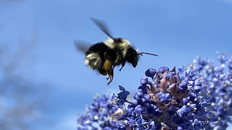 WASP Project