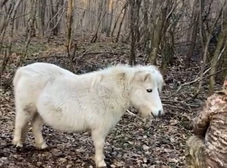 Image Entanglements Cover Image