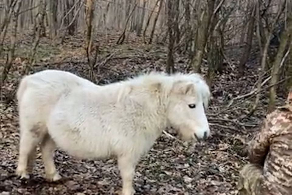 Image Entanglements Cover Image