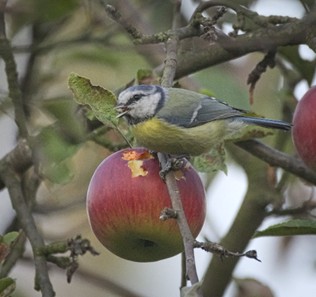 Bird Damage Fruit 2
