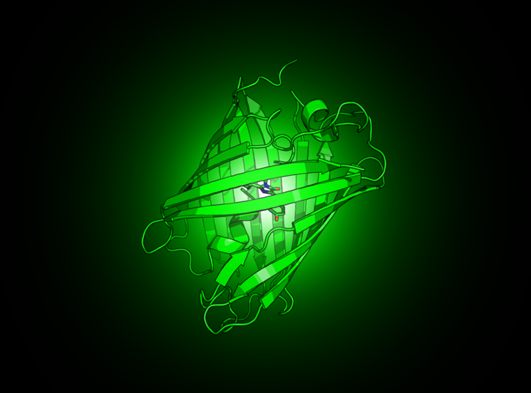 GFP Large Png