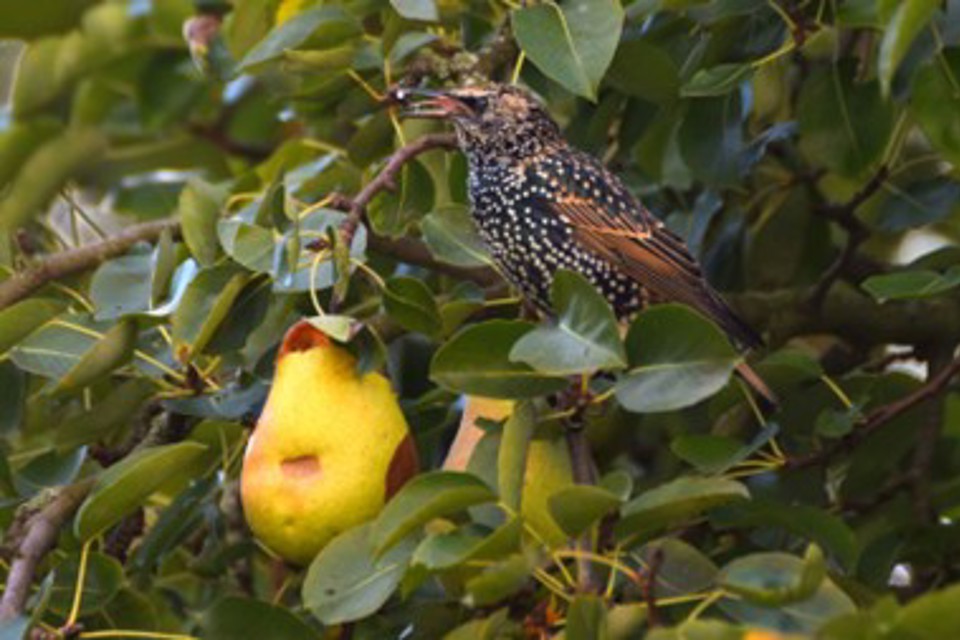 Bird Damage Fruit 1
