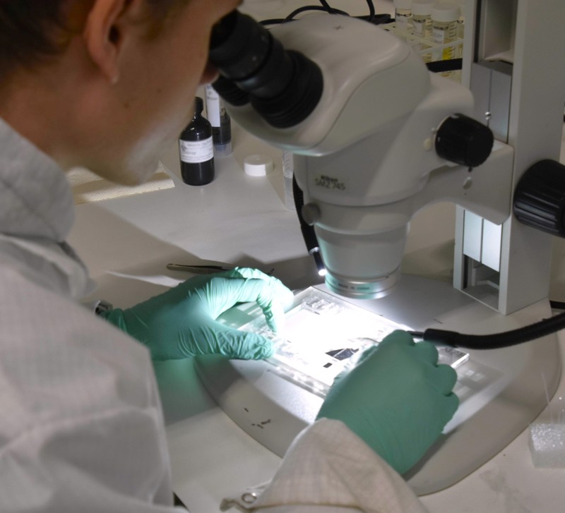 Vissen kabelbacteriën