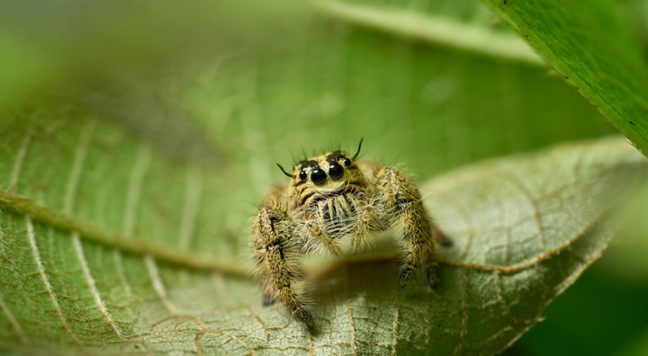 Jumping Spider Wasp